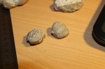 Asaphus