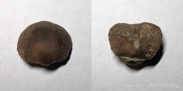 Brachiopoda (приобретенные образцы)