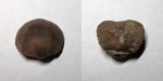 Schizophoria sp.