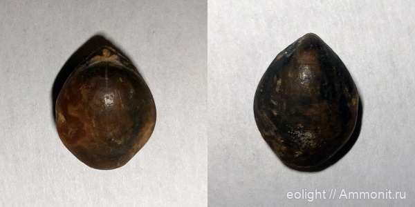 Terebratulida, Sphaeroidothyris