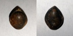 Sphaeroidothyris sphaeroidalis (?)
