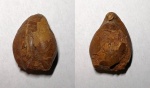 Wattonithyris roeroettingensis (?)