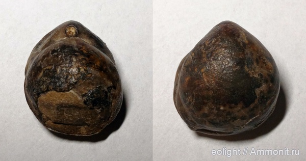 Terebratulida, Sphaeroidothyris