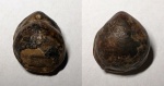 Sphaeroidothyris sphaeroidalis