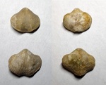 Theodossia livnensis