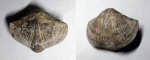 Licharewia rugulata
