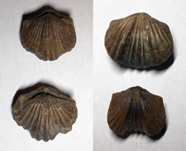 Platystrophia, Orthida