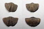 Mucrospirifer thedfordensis