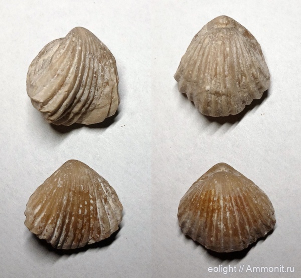 Rhynchonella, Rhynchonellida