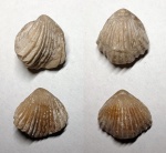 Rhynchonella decorata