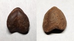 Nucleata sp.