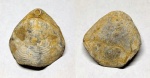 Concinnithyris sp. (?)
