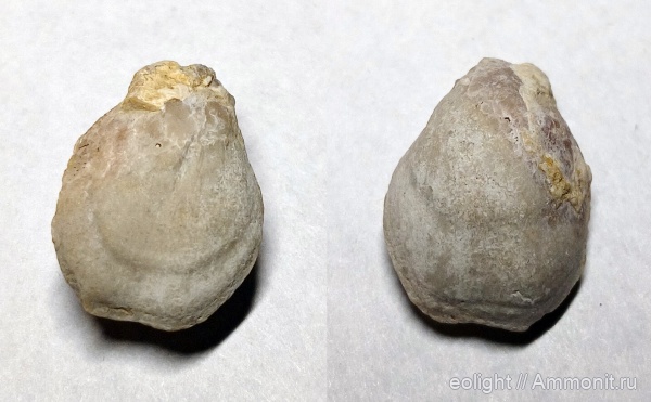 Terebratula, Terebratulida