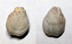 Terebratula bisinuata (?)