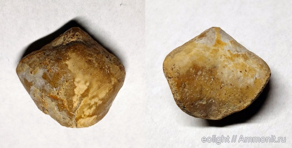 Rhynchonellida, Lacunosella