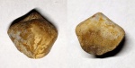Lacunosella moutaniana