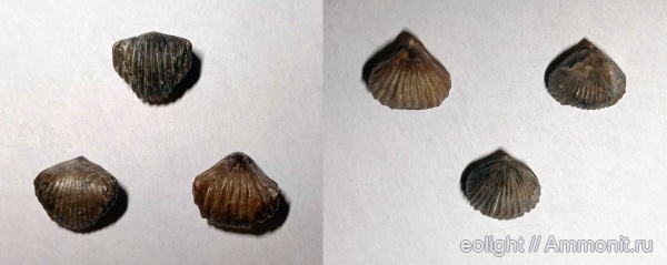 Rhynchonellida, Formosarhynchia