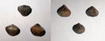 Formosarhynchia sp.