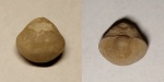 Ambocoelia sp.