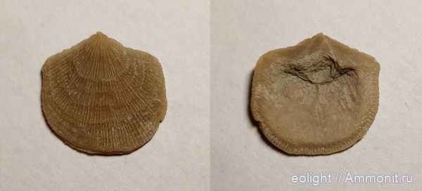 Billingsellida, Antigonambonites