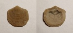 Antigonambonites planus Antigonambonites planus