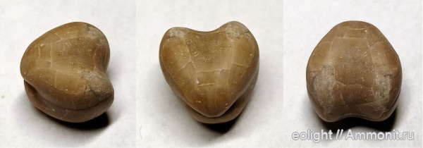 Porambonites, Pentamerida