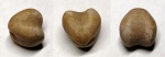 Porambonites aequirostris