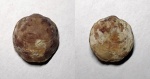 Variatrypa tanaica