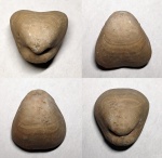 Porambonites sp.