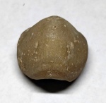 Porambonites sp.
