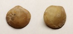 Porambonites sp.