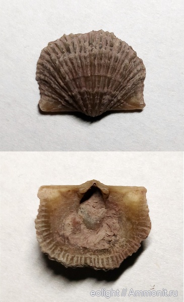 Orthida, Productorthis