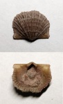 Productorthis obtusa