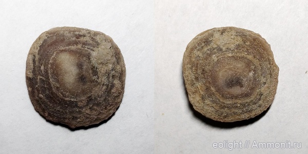 Craniida, Pseudocrania
