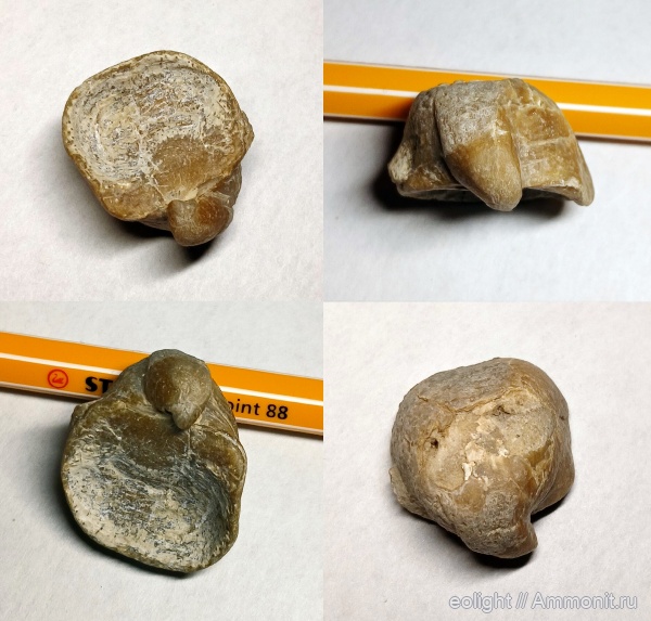 Brachiopoda (собственные сборы)