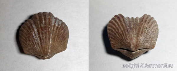 Platystrophia, Orthida