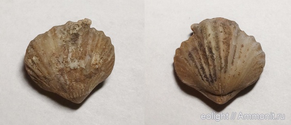 Camarotoechia, Rhynchonellida
