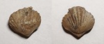 Camarotoechia sp. (?)