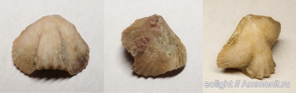 Camarotoechia, Rhynchonellida