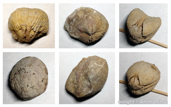 brachiopoda, ядро