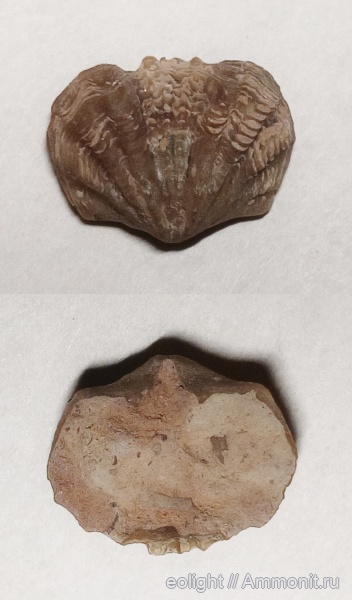 Platystrophia, Orthida