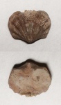 Platystrophia chama