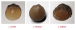 Lycophoria (species)