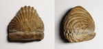 Terebratuloidea sp. (?)