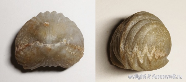 Rhynchonellida