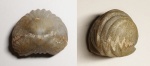 Terebratuloidea sp. (?)