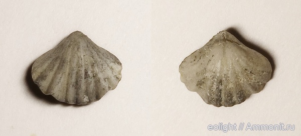 Rhynchonellida