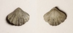 Pugnax swallowiana (?)