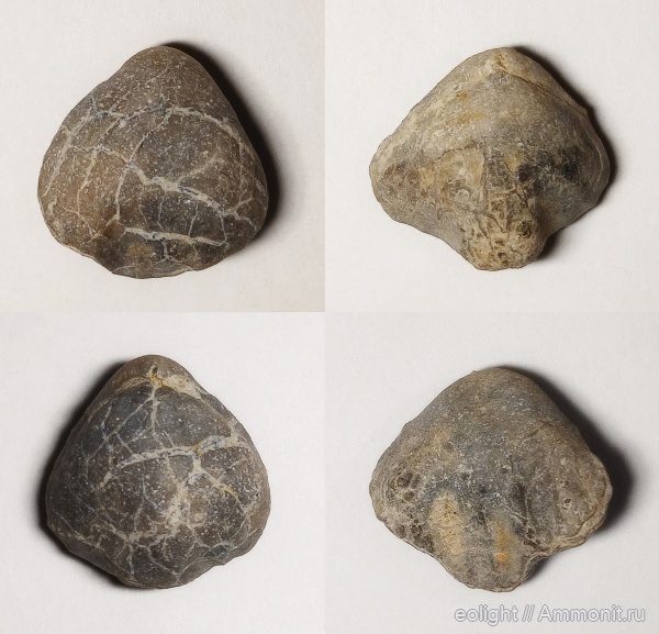 Composita, Athyridida