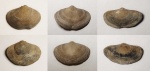 Athyridida species (Bajtugania netschajewi, P. royssiana, P. royssiana alata)